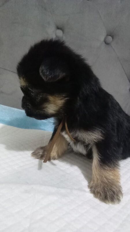 8 beautiful shih tzu x chihuahua pups puppy puppies for sale in Fairwater, Gwent | Image 2