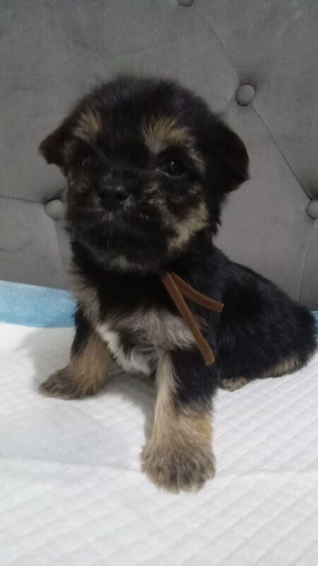 8 beautiful shih tzu x chihuahua pups puppy puppies for sale in Fairwater, Gwent | Image 3