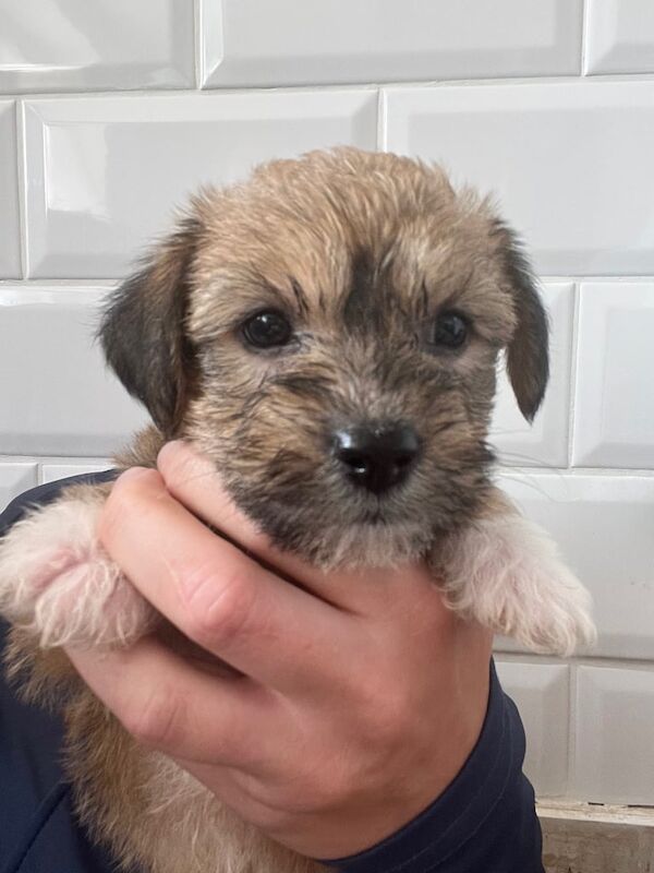 Shih Tzu puppies for sale in Liverpool, Merseyside – 8 weeks old