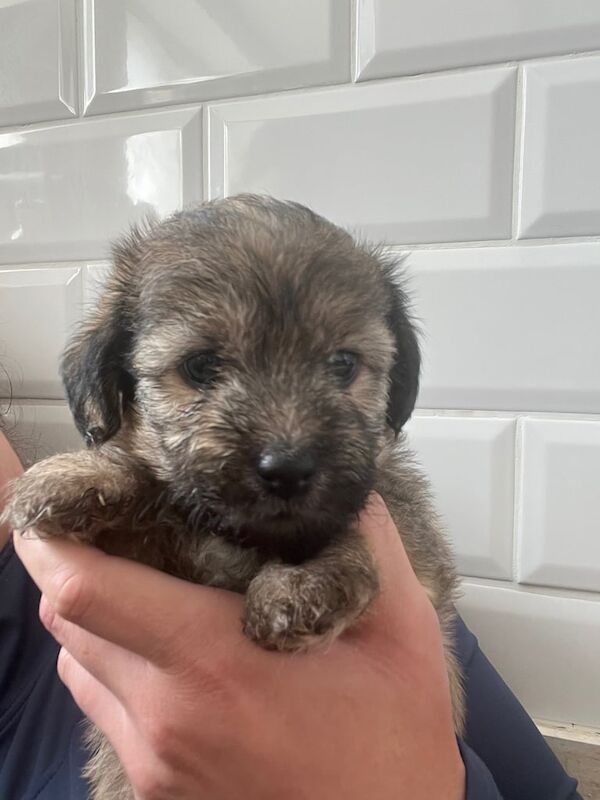 Shih Tzu puppies for sale in Liverpool, Merseyside – 8 weeks old - Image 2 of 3