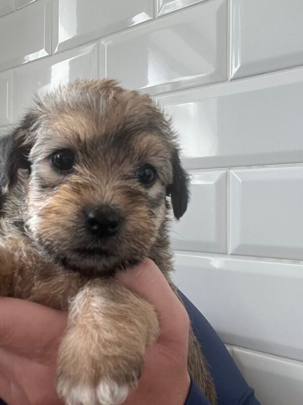 Shih Tzu puppies for sale in Liverpool, Merseyside – 8 weeks old - Image 3 of 3