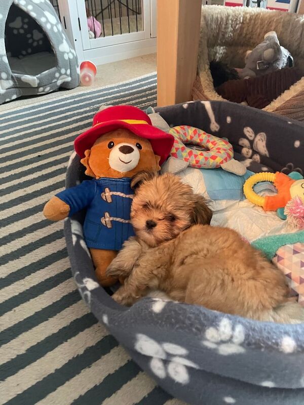 🐶 8-Week-Old Shih Tzu Puppy – Gentle, Cuddly & Ready for Her Forever Home for sale in Colchester, Essex