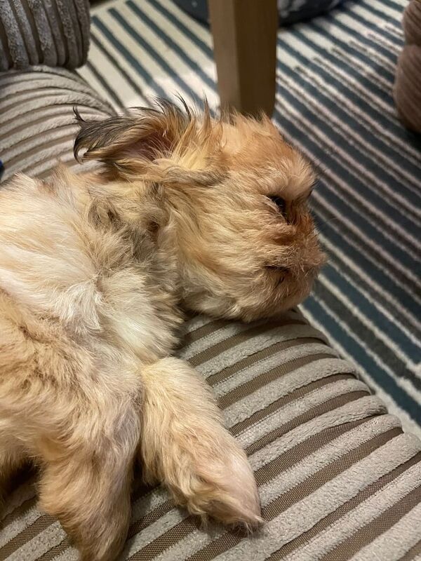 🐶 8-Week-Old Shih Tzu Puppy – Gentle, Cuddly & Ready for Her Forever Home for sale in Colchester, Essex | Image 3