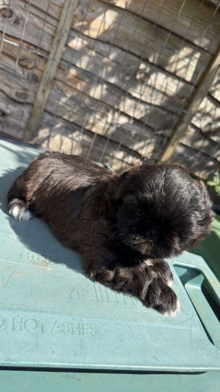 9 week old female Shihtzu