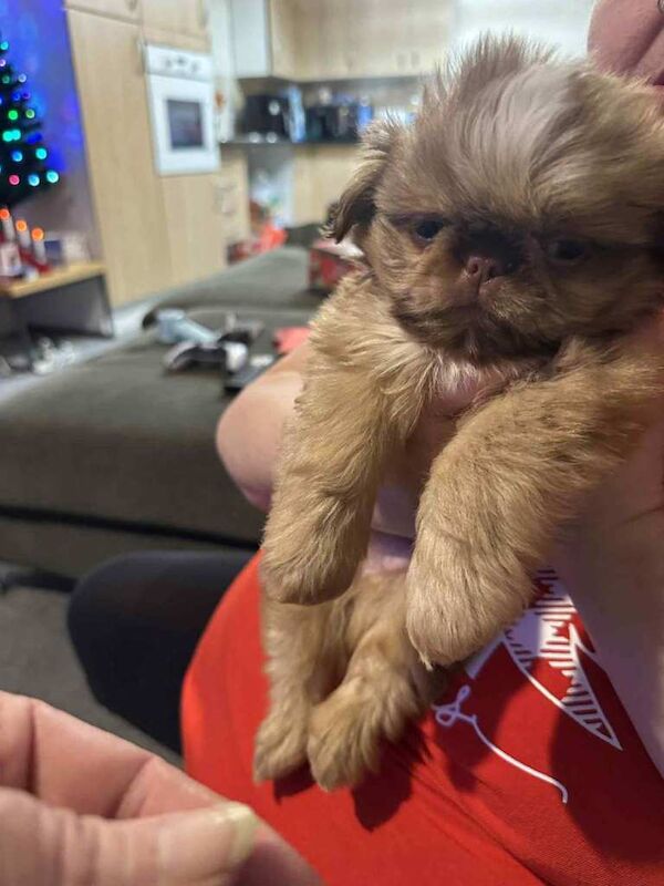 Shih Tzu puppies for sale in Port Talbot, West Glamorgan – 10 weeks old