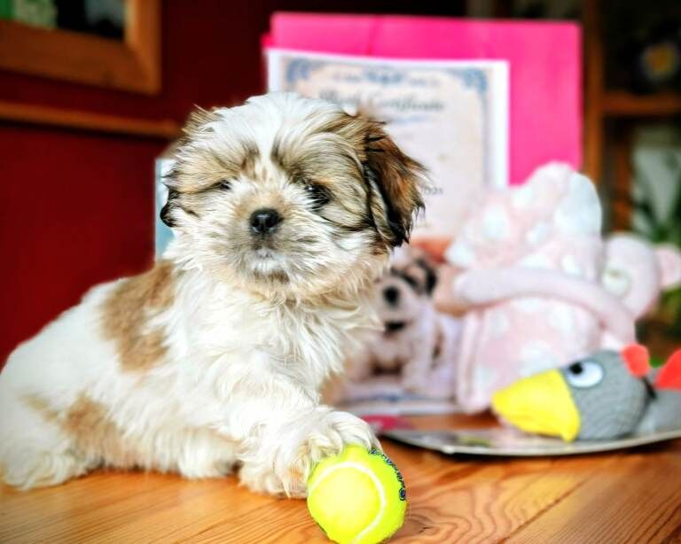 Shih Tzu Puppies For Sale