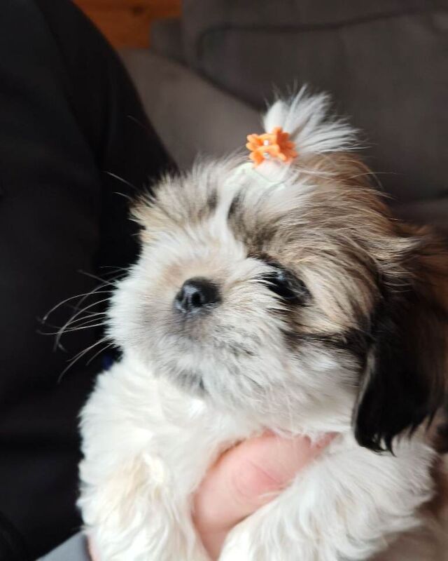 ️Adorable girl pure bread shih tzu ️ - Image 2 of 6