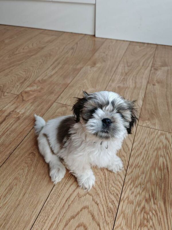 ️Adorable girl pure bread shih tzu ️ - Image 3 of 6