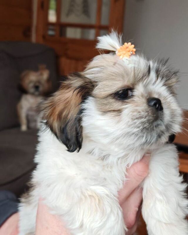 ️Adorable girl pure bread shih tzu ️ - Image 4 of 6