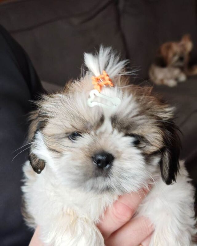 ️Adorable girl pure bread shih tzu ️ - Image 5 of 6