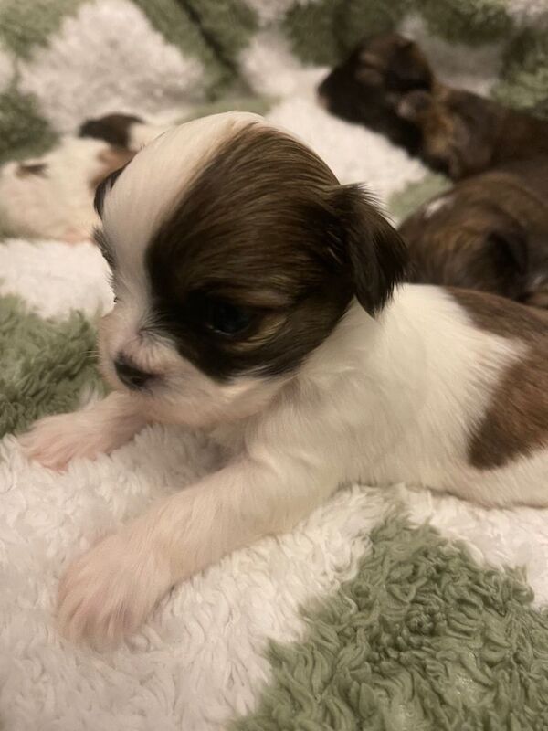 Shih Tzu puppies for sale in Arnold, Nottinghamshire – 10 weeks old