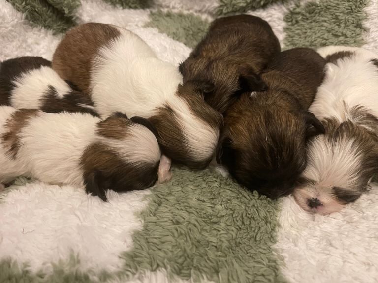 Shih Tzu puppies for sale in Arnold, Nottinghamshire โ 6 weeks old - Image 2 of 3