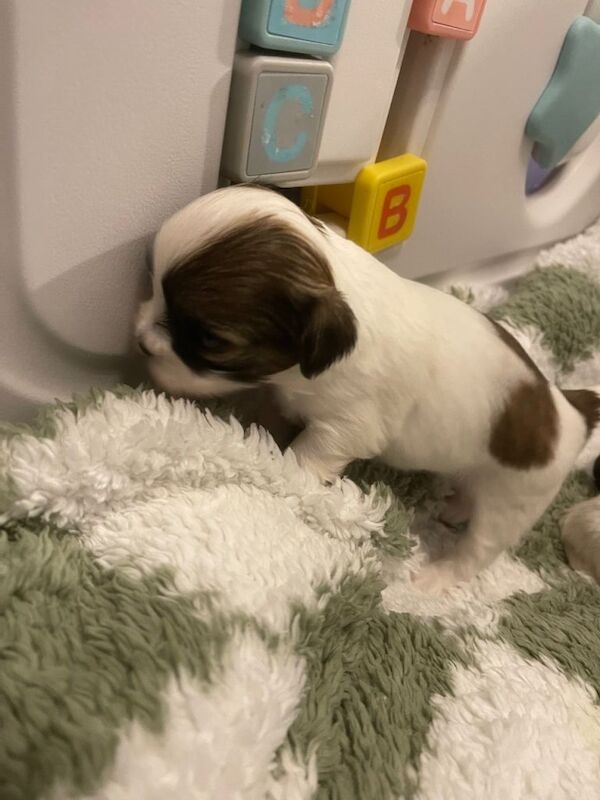 Shih Tzu puppies for sale in Arnold, Nottinghamshire โ 6 weeks old - Image 3 of 3