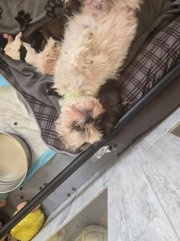 Shih Tzu puppies for sale in Erdington, West Midlands – 2 weeks old