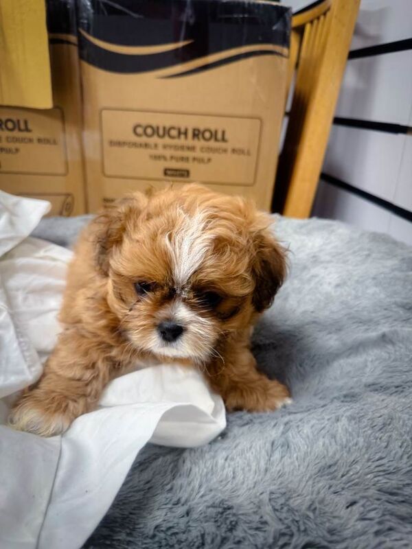 Shih Tzu puppies for sale in Hinckley, Leicestershire – 9 weeks old