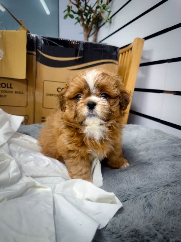 Shih Tzu puppies for sale in Hinckley, Leicestershire – 9 weeks old - Image 2 of 4