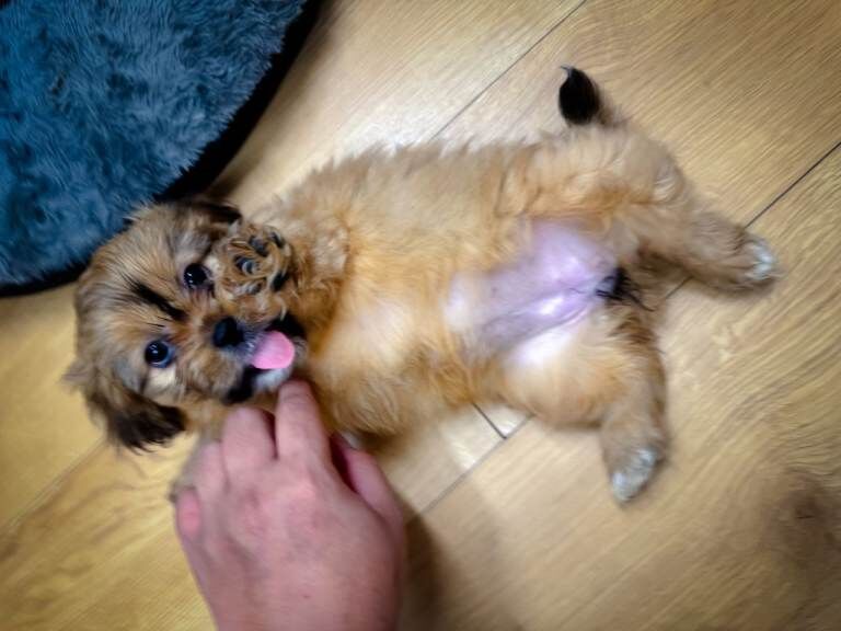 Shih Tzu puppies for sale in Hinckley, Leicestershire – 9 weeks old - Image 3 of 4