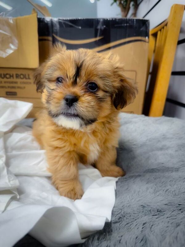 Shih Tzu puppies for sale in Hinckley, Leicestershire – 9 weeks old - Image 4 of 4