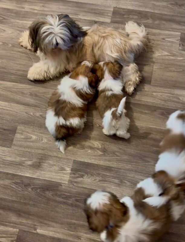 ADORABLE PEDIGREE SHiHTZU PUPPIES for sale in Orpington, Greater London