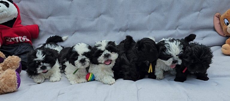 Shih Tzu puppies for sale in Keighley, West Yorkshire – 7 weeks old