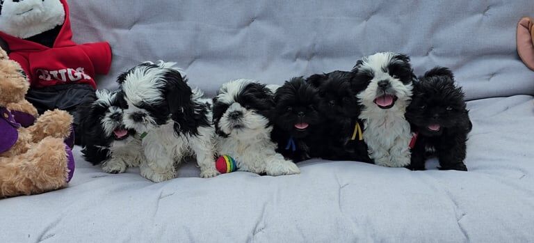 Shih Tzu puppies for sale in Keighley, West Yorkshire – 7 weeks old - Image 2 of 3