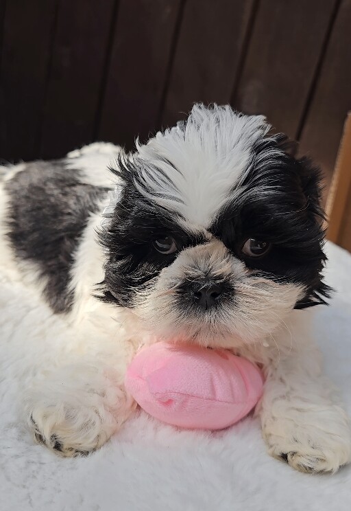 Shih Tzu puppies for sale in Keighley, West Yorkshire – 7 weeks old - Image 3 of 3