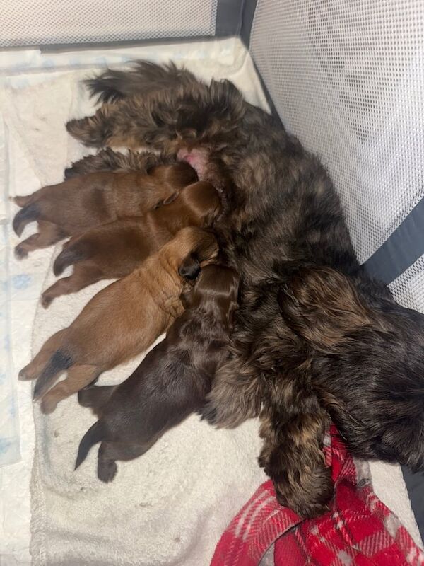 Shih Tzu puppies for sale in Gloucester, Gloucestershire – KC registered, 9 weeks old
