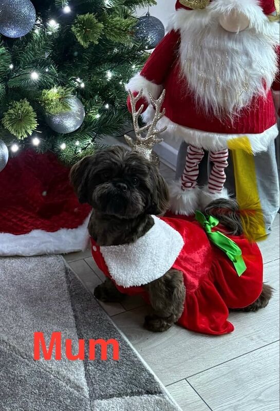Shih Tzu puppies for sale in Gloucester, Gloucestershire – KC registered, 9 weeks old - Image 2 of 3