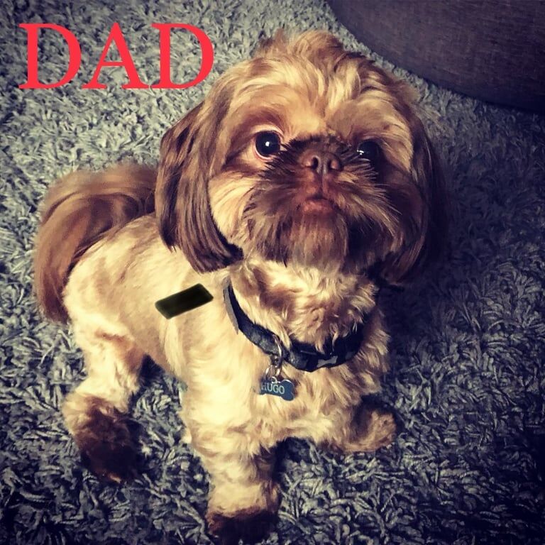 Shih Tzu puppies for sale in Gloucester, Gloucestershire – KC registered, 9 weeks old - Image 3 of 3