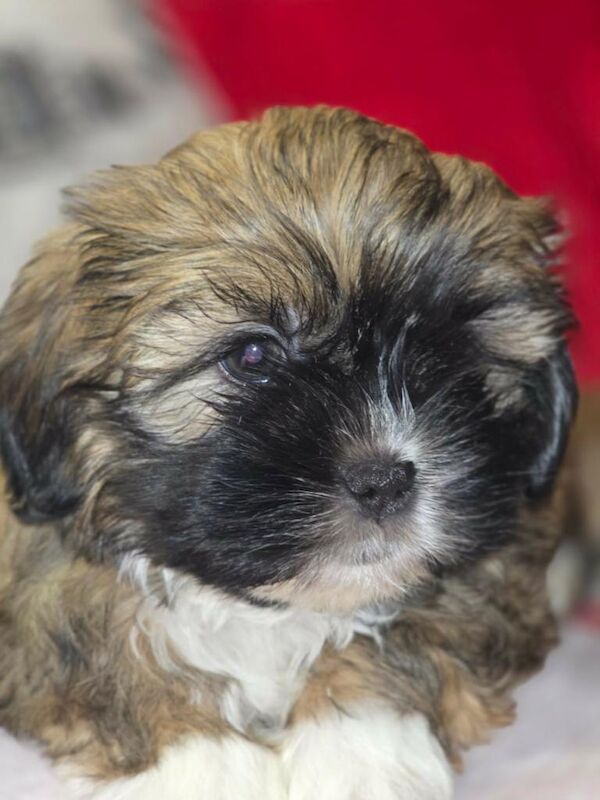 Shih Tzu Puppies For Sale Under £1,000