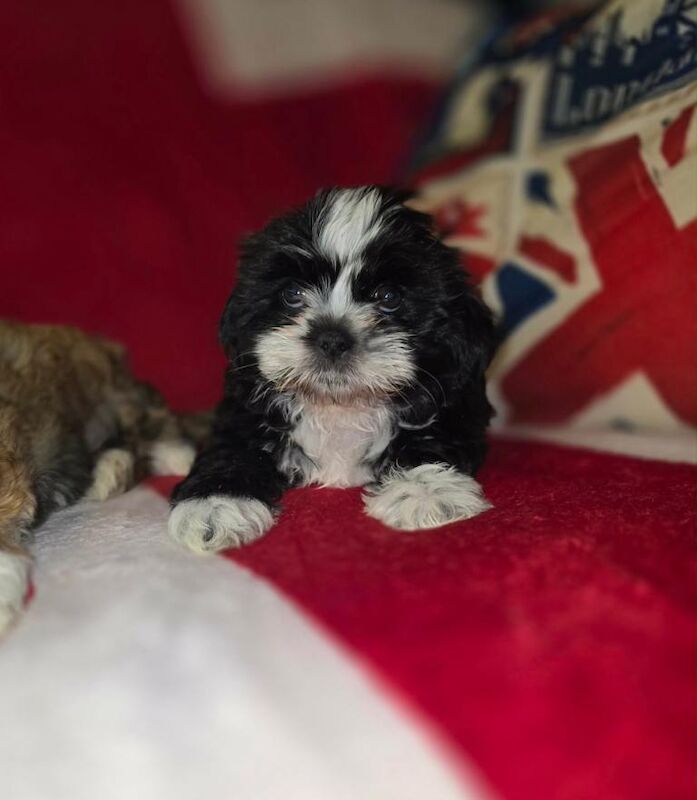 Adorable Shih Apso Puppies! - Image 2 of 3
