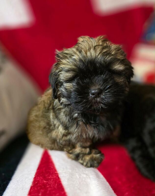 Adorable Shih Apso Puppies! - Image 3 of 3