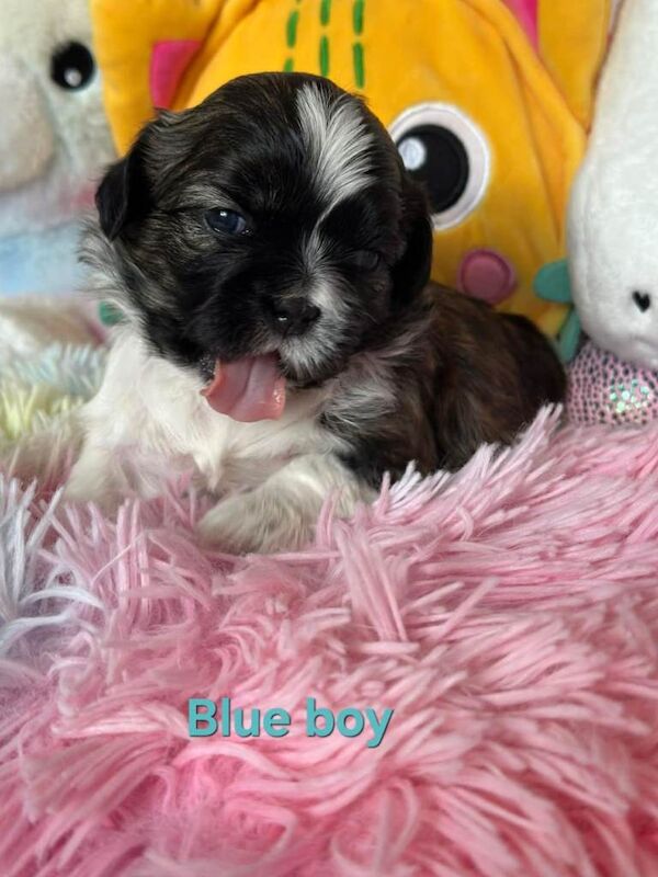 Shih Tzu Puppies For Sale