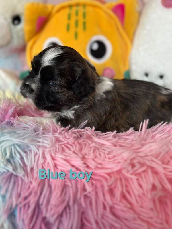Adorable Shih Tzu Puppies - Image 2 of 6