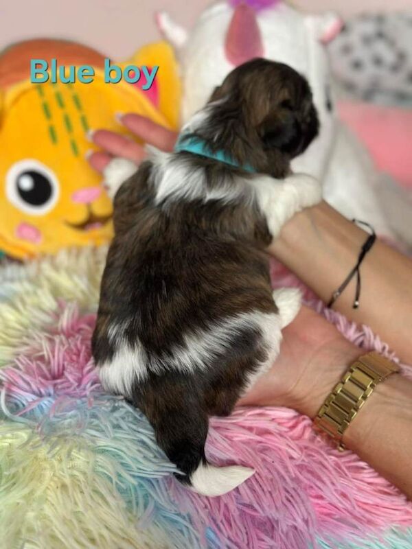 Adorable Shih Tzu Puppies - Image 3 of 6