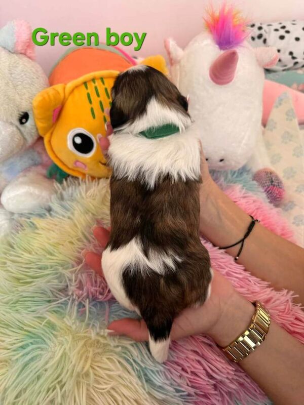 Adorable Shih Tzu Puppies - Image 5 of 6