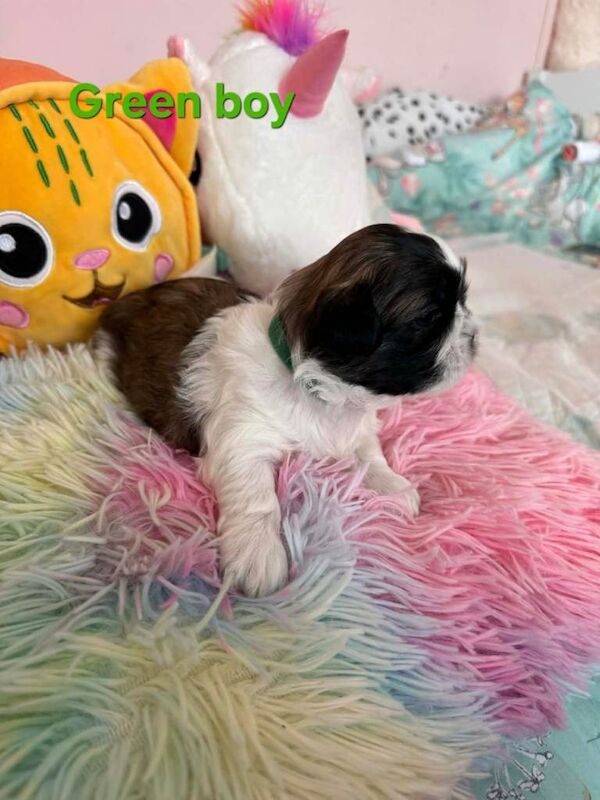 Adorable Shih Tzu Puppies - Image 6 of 6