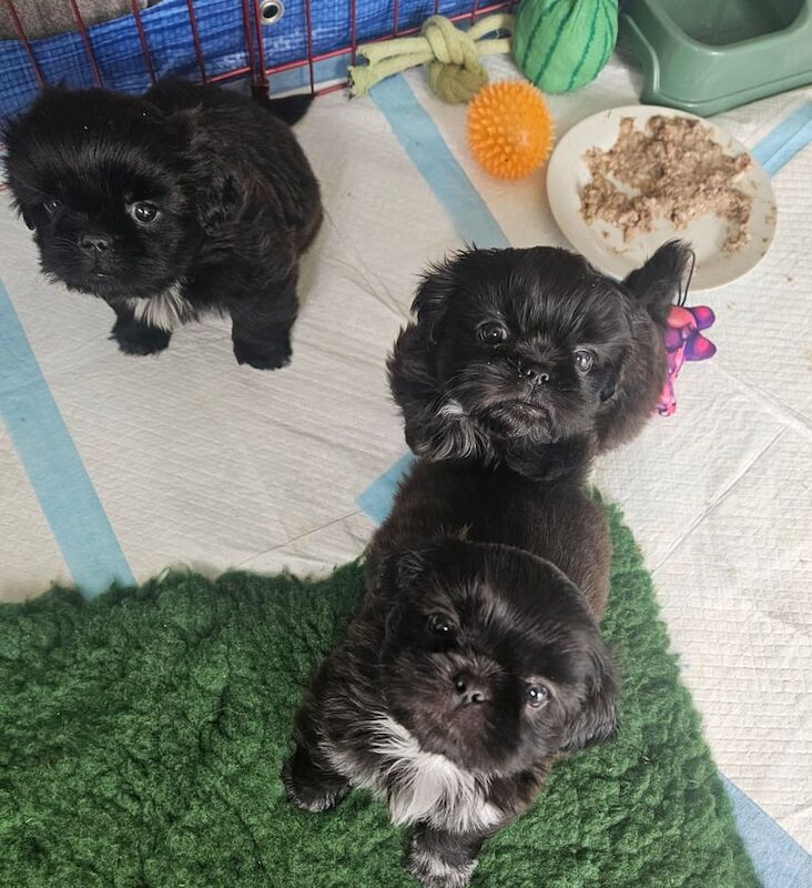 Shih Tzu puppies for sale in Par, Cornwall – 6 weeks old