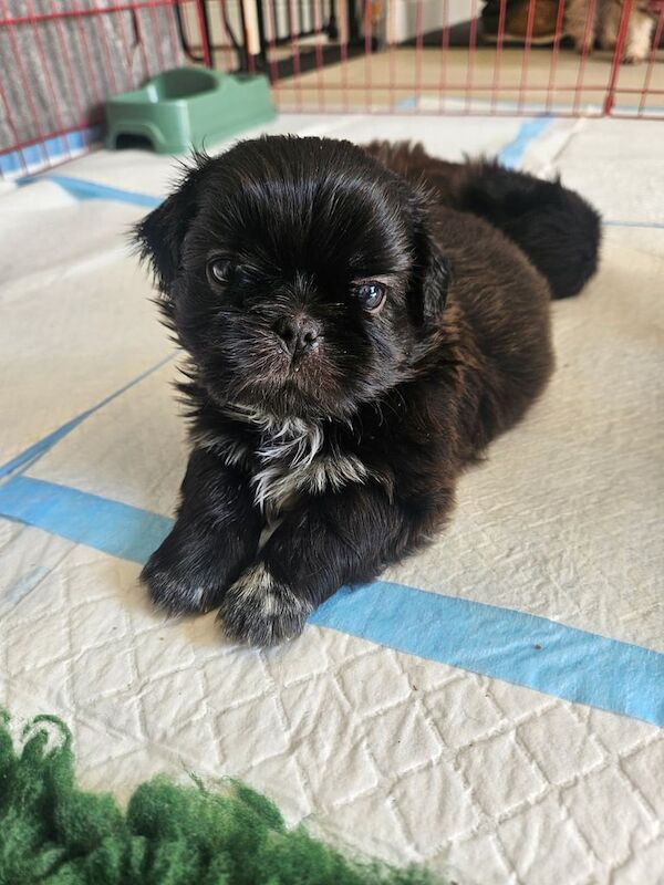 Shih Tzu puppies for sale in Par, Cornwall – 6 weeks old - Image 2 of 3