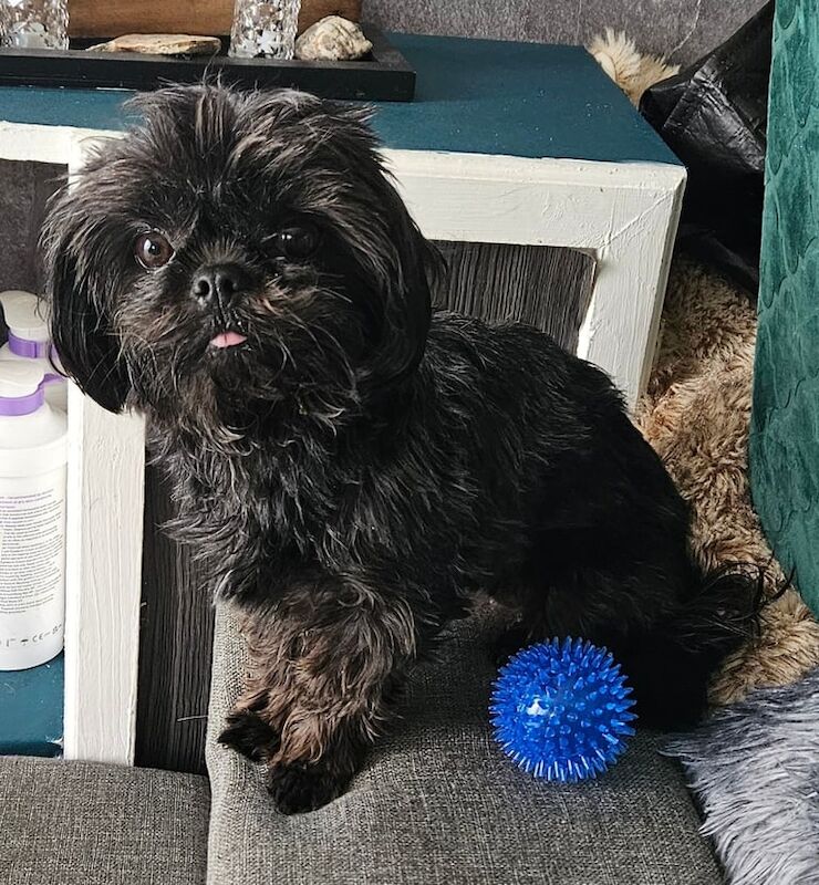 Shih Tzu puppies for sale in Par, Cornwall – 6 weeks old - Image 3 of 3