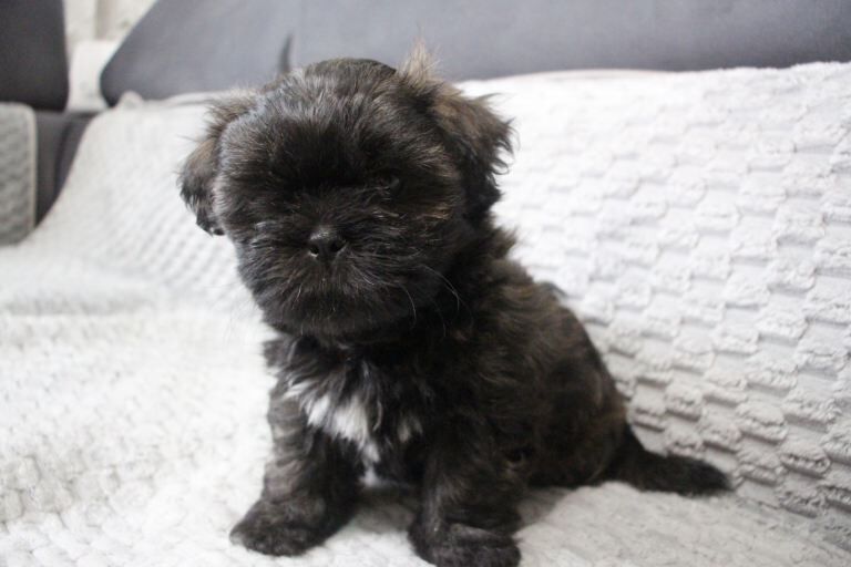 Adorable Shih Tzu puppy