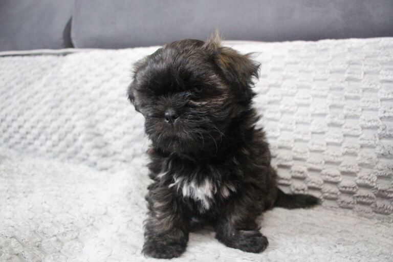 Adorable Shih Tzu puppy - Image 2 of 3