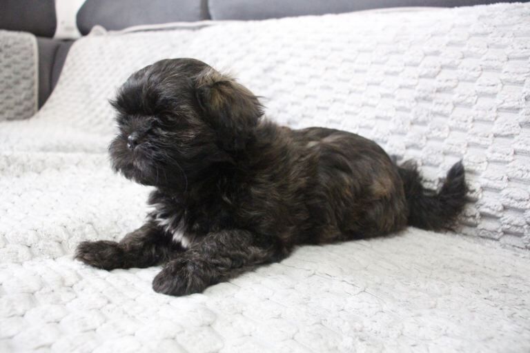 Adorable Shih Tzu puppy - Image 3 of 3