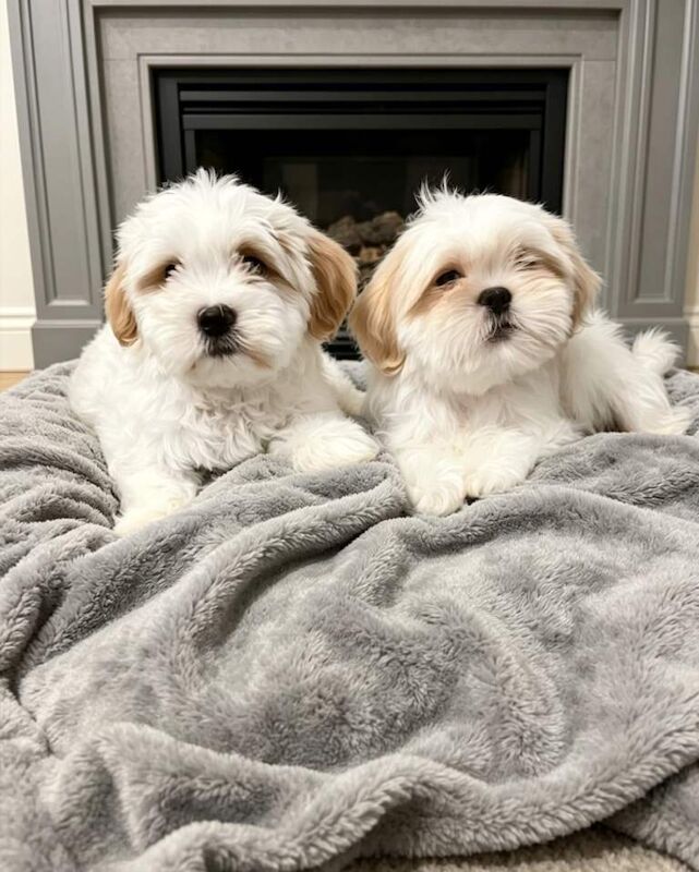 Adorable Shih Tzu Puppy for Sale