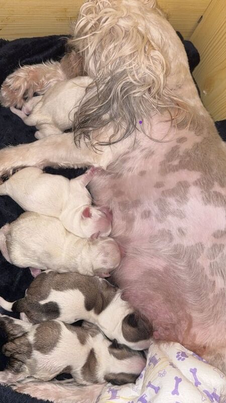 Shih Tzu puppies for sale in East End, East Riding of Yorkshire – 1 week old