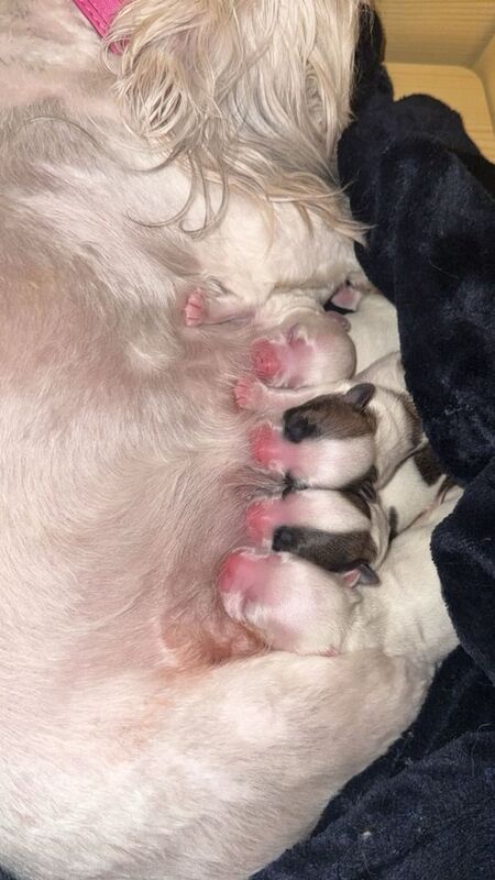 Shih Tzu puppies for sale in East End, East Riding of Yorkshire – 1 week old - Image 2 of 3