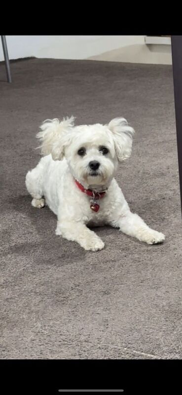 Shih Tzu puppies for sale in East End, East Riding of Yorkshire – 1 week old - Image 3 of 3