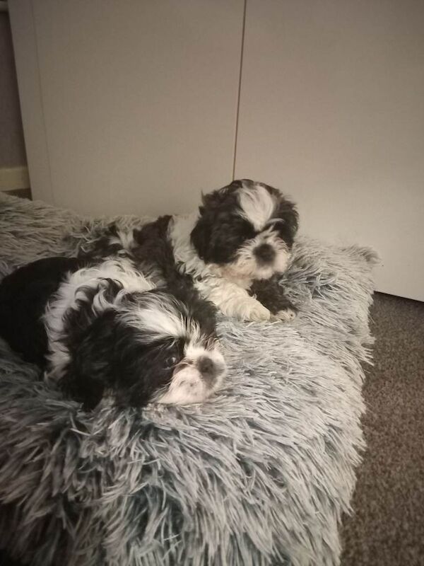 Shih Tzu puppies for sale in Wolverhampton, West Midlands – 10 weeks old - Image 3 of 3