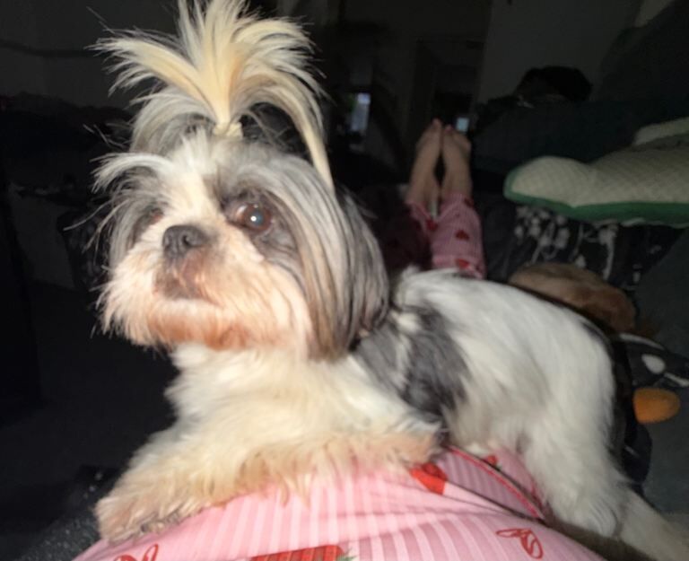 Shih Tzu Puppies For Sale