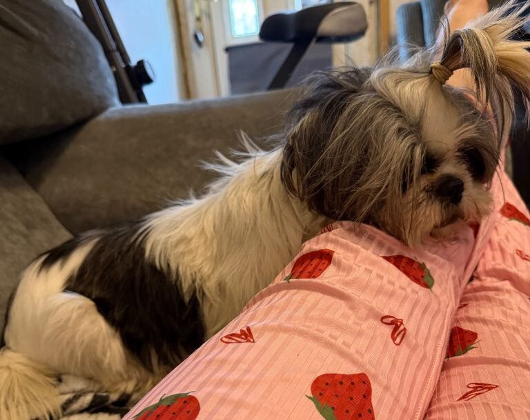 Adult female Shih Tzu - Image 2 of 5